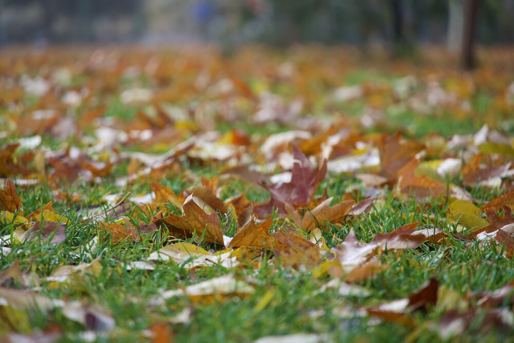 Autumn on the Grass