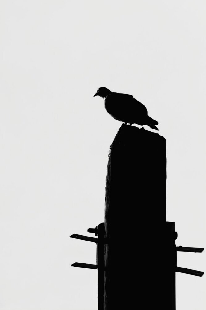 Silhouette