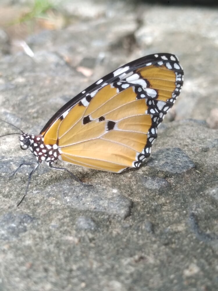 Wings of Gold