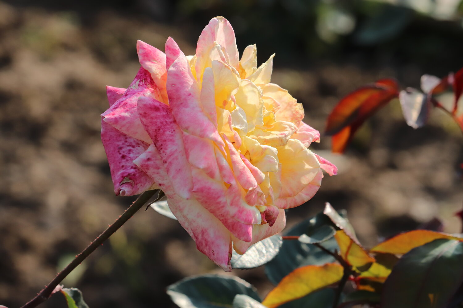 Radiance in Bloom