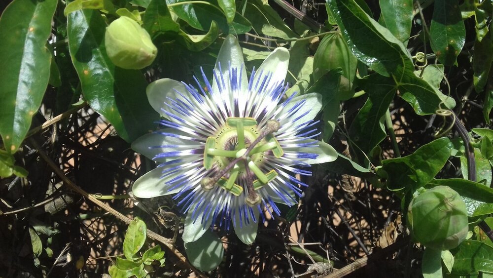 Passiflora caerulea