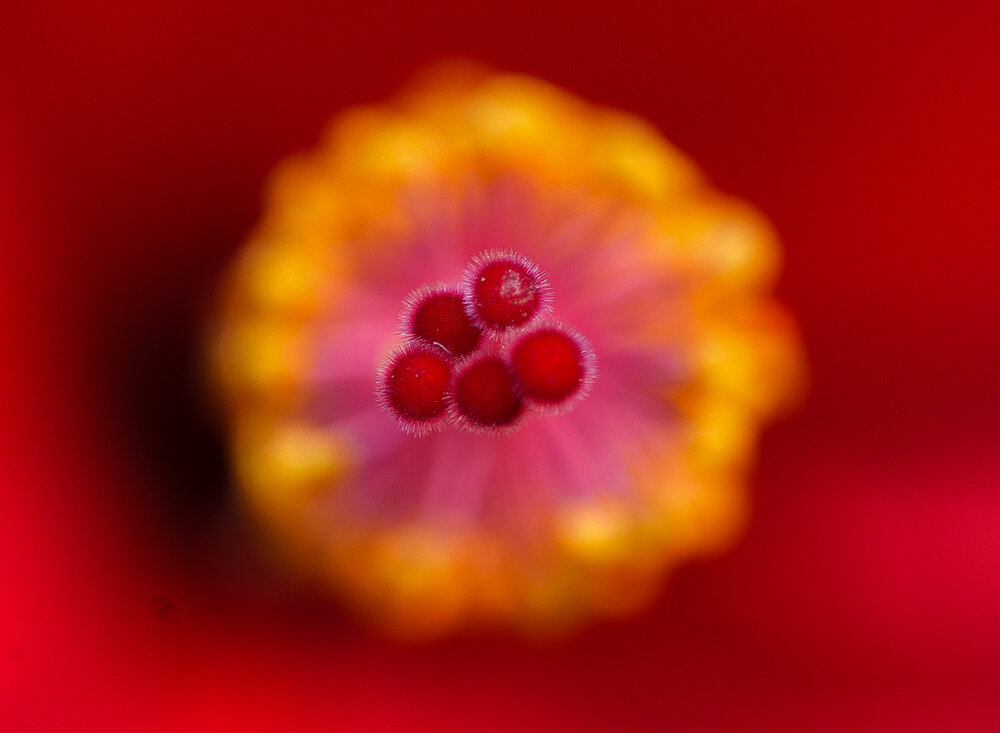 Фотография автора ANIL KUMAR DESHPANDE