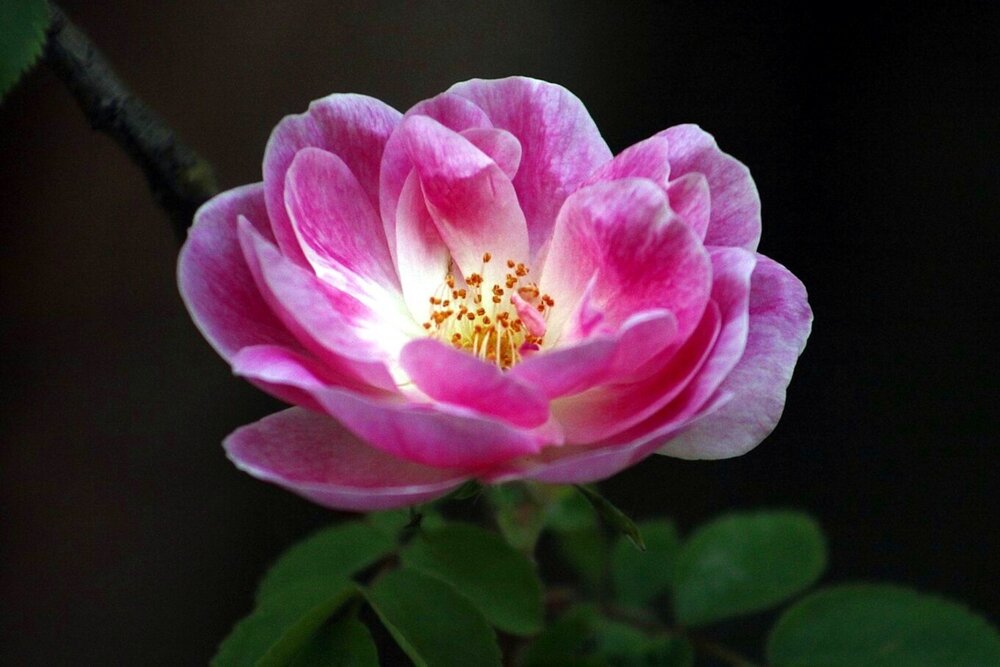 Rosa silvestre