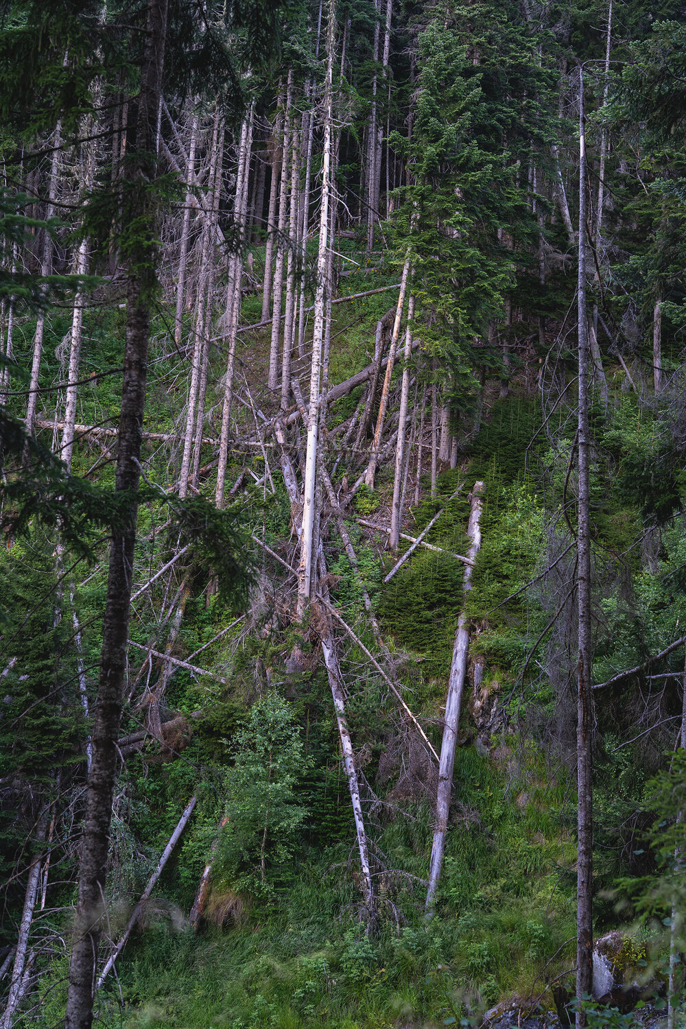 Photo #13902650