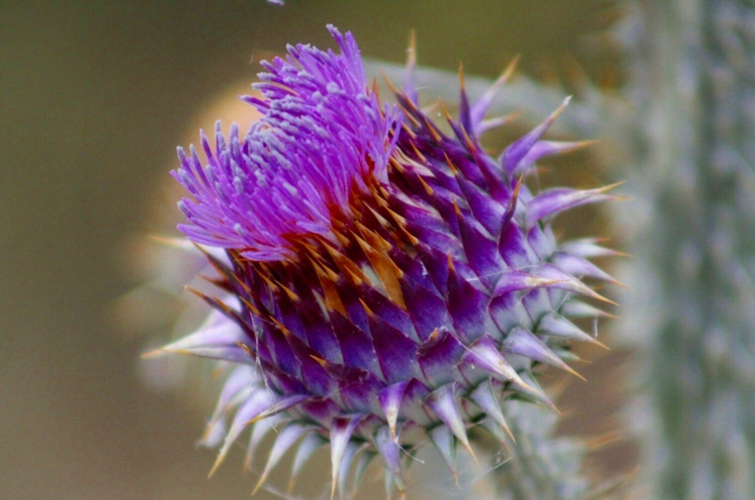 Flor del fardo borriquero