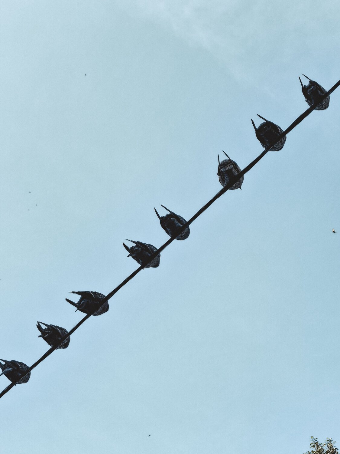 Photo #13902698
