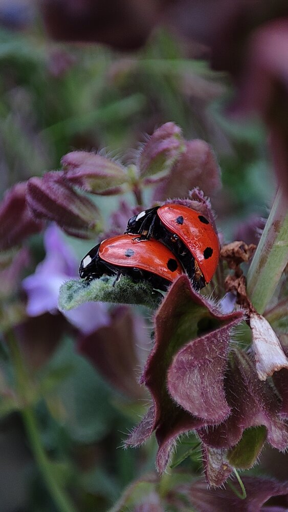 Photograph by Ehsan Fathi
