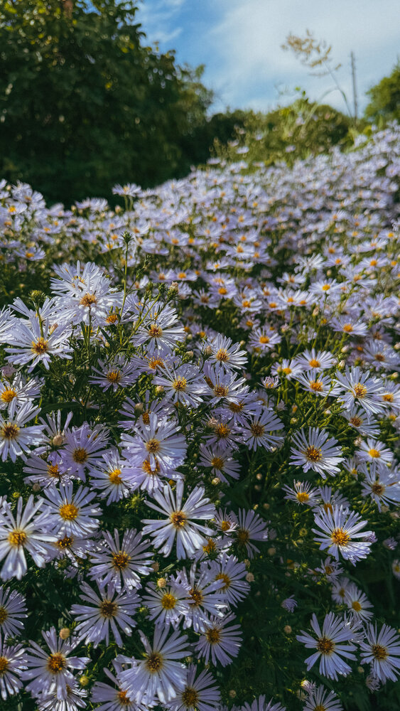 Photograph by Алеся Гурьянова