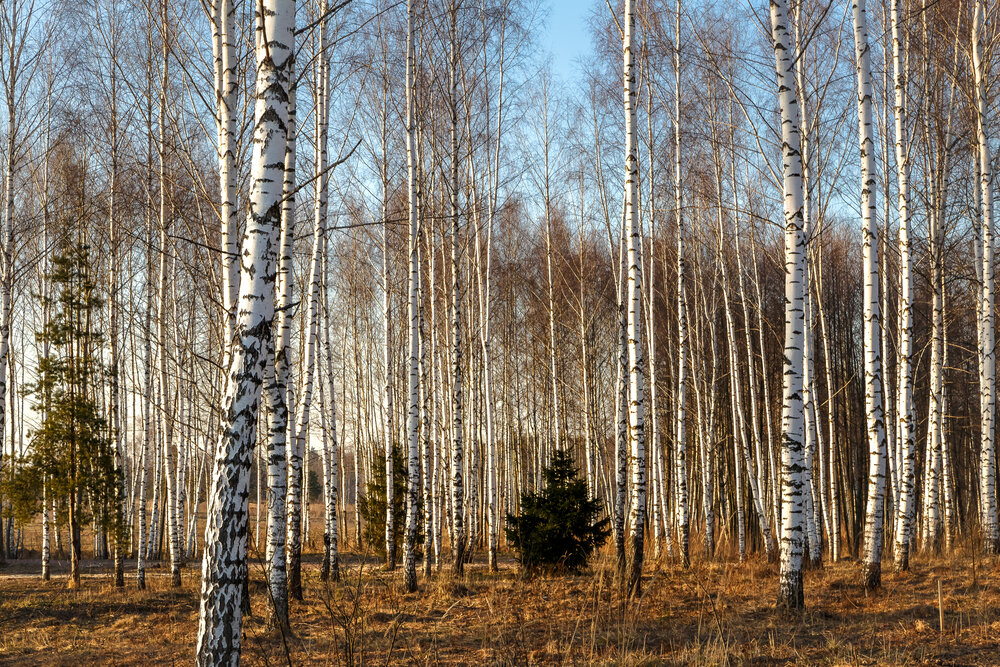 Photograph by Наталья Колеватова