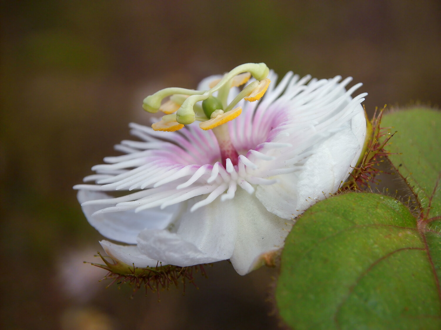Photo #13902791