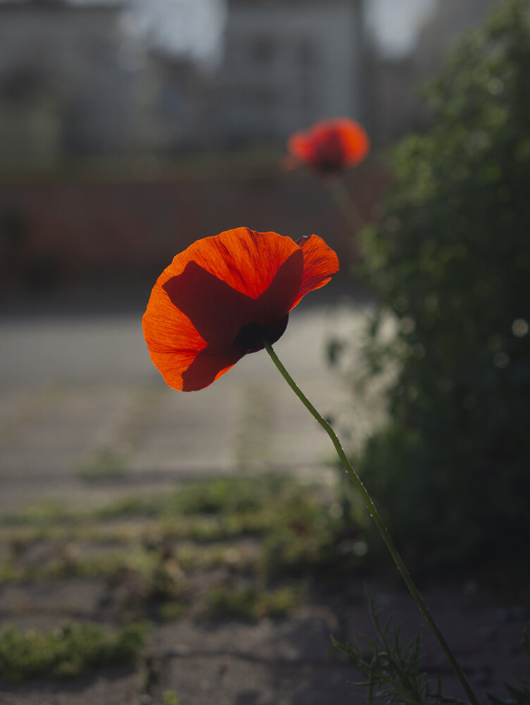 Photograph by Olga