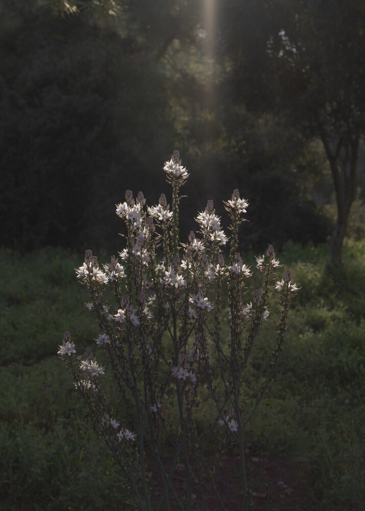 Photograph by Olga