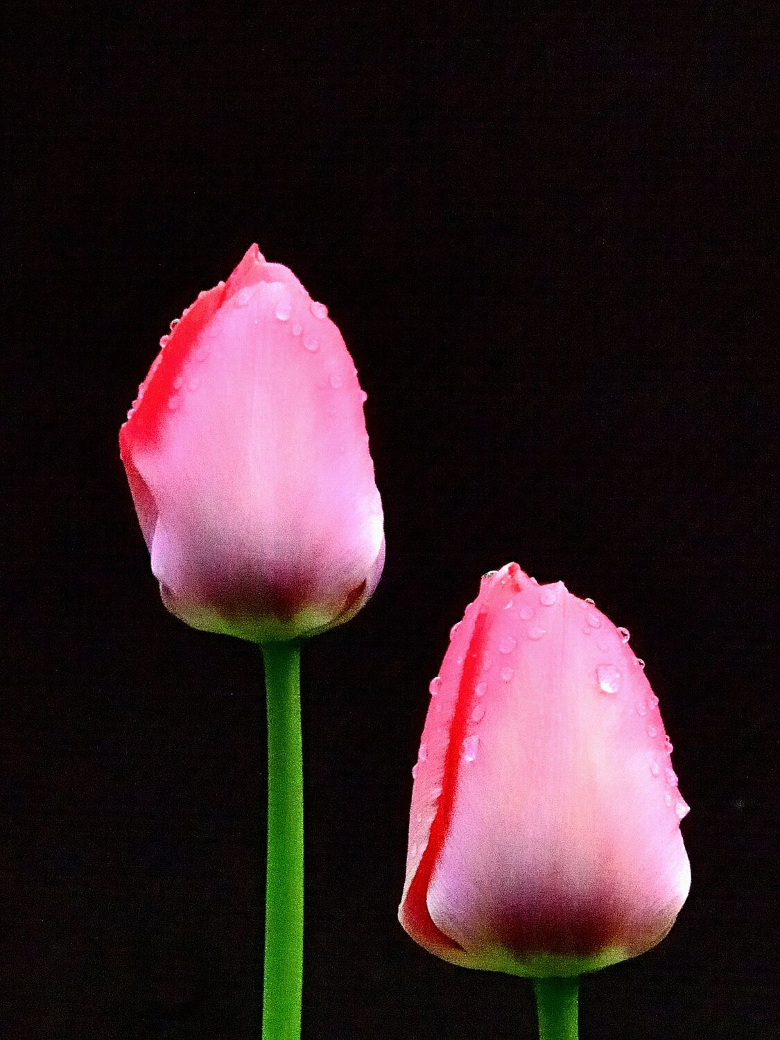 Photo #13902822