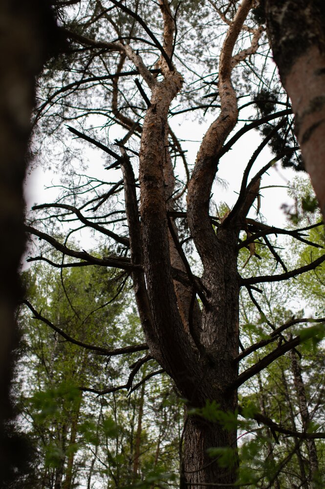 Photograph by Павел Соснин