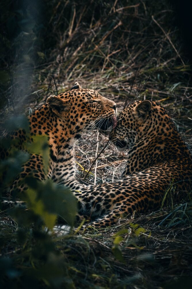 Leopards mum and son