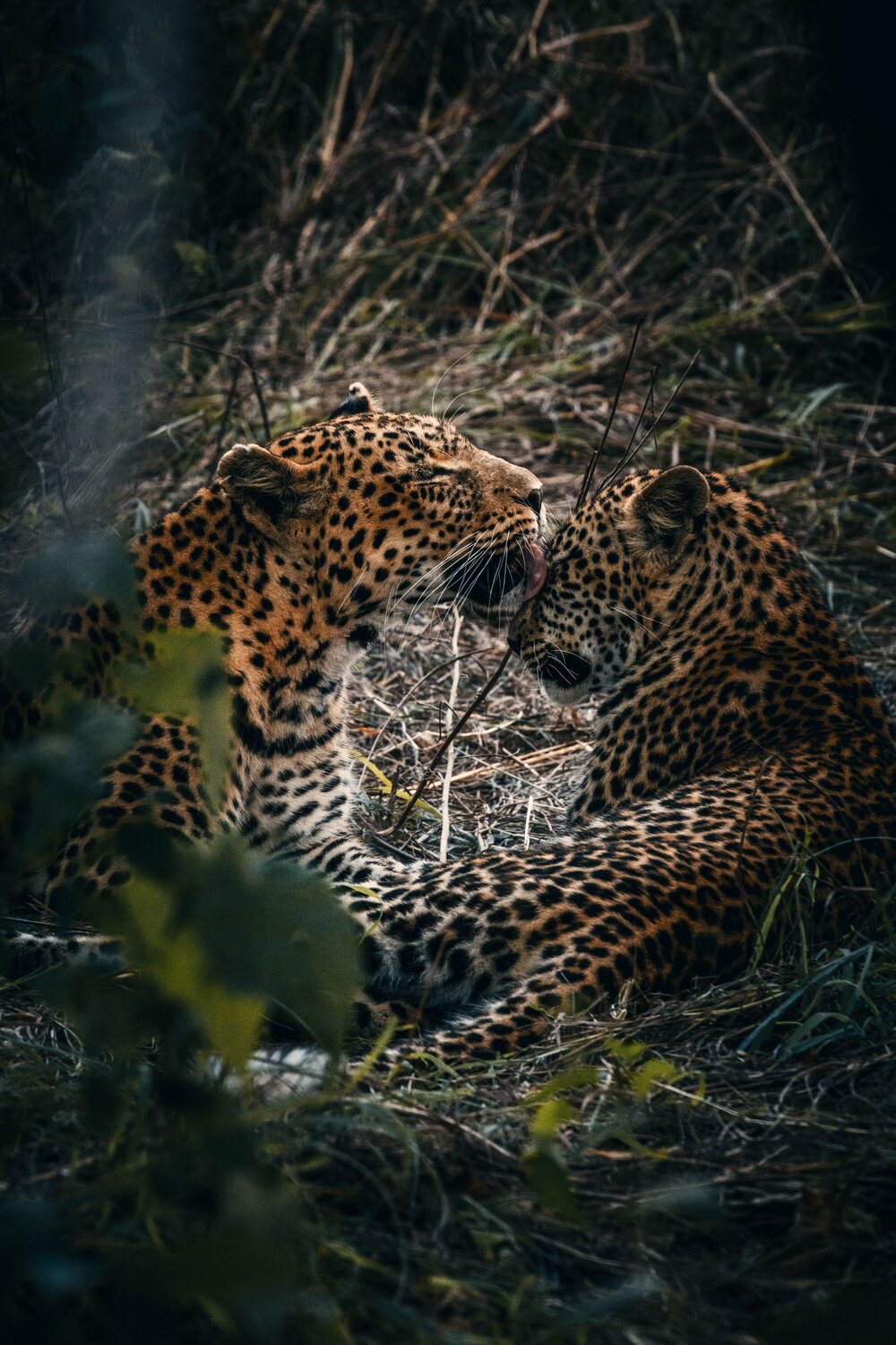 Leopards mum and son