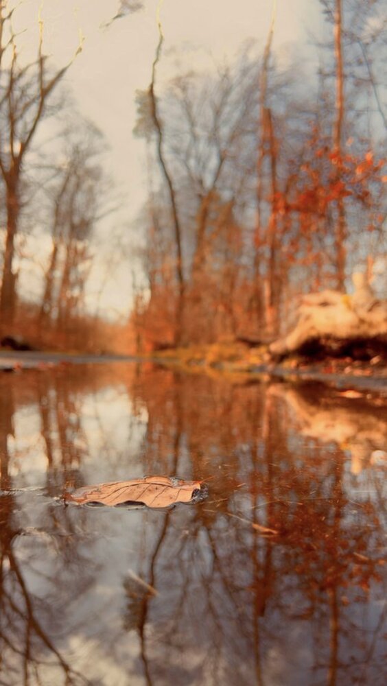 Floating Autumn