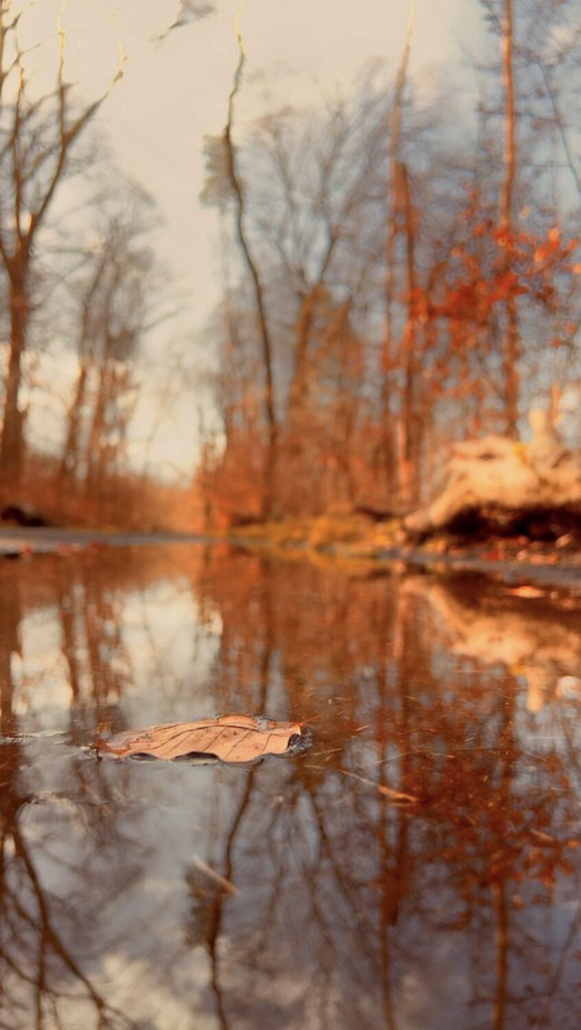 Floating Autumn