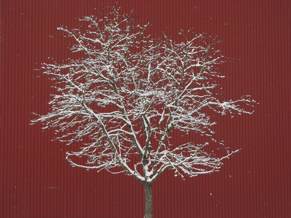 Tree On Red Backround