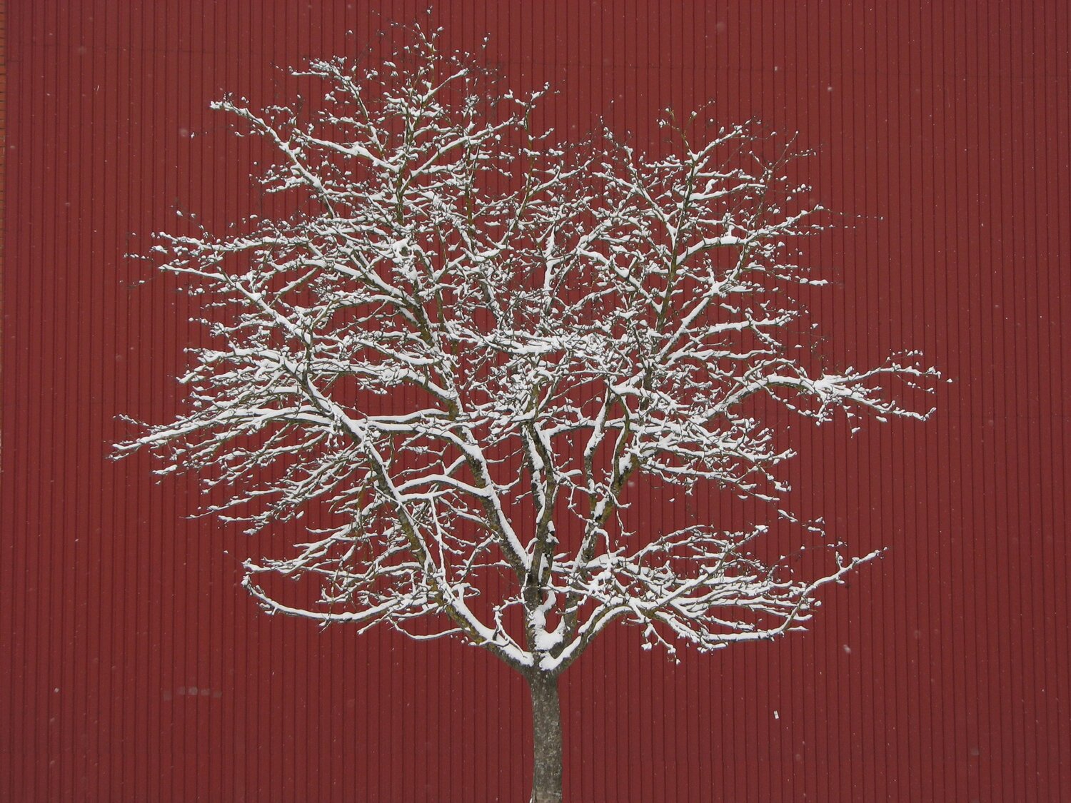 Tree On Red Backround