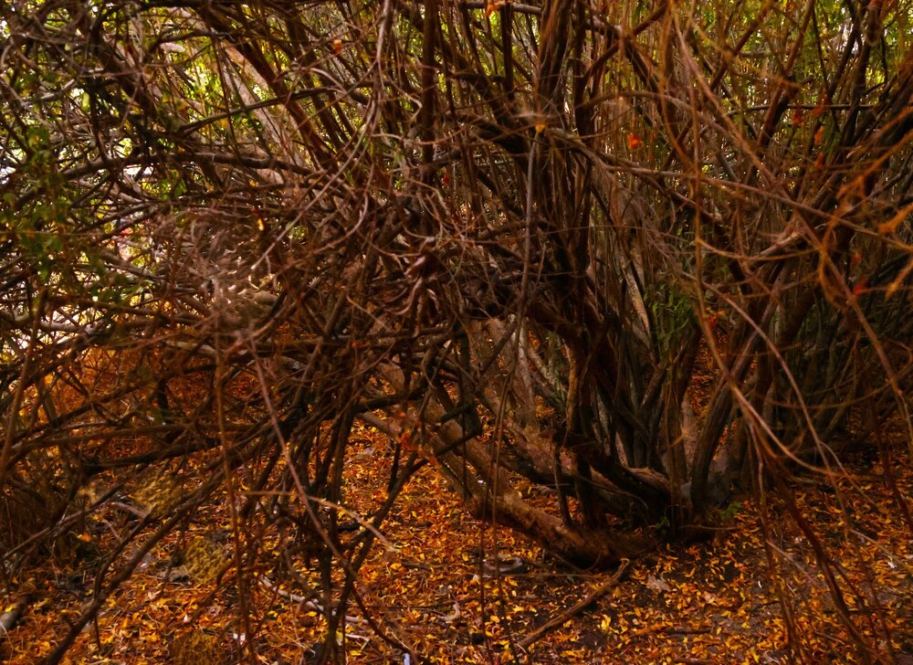 Photograph by Merav Zuberman Perkal