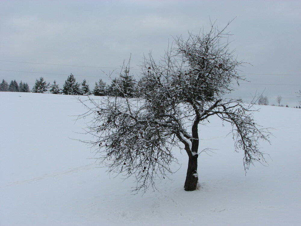 Winter. Apple Tree