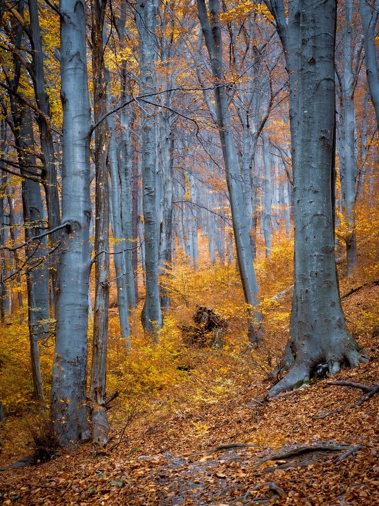 Фотография автора Gergely Janovszky