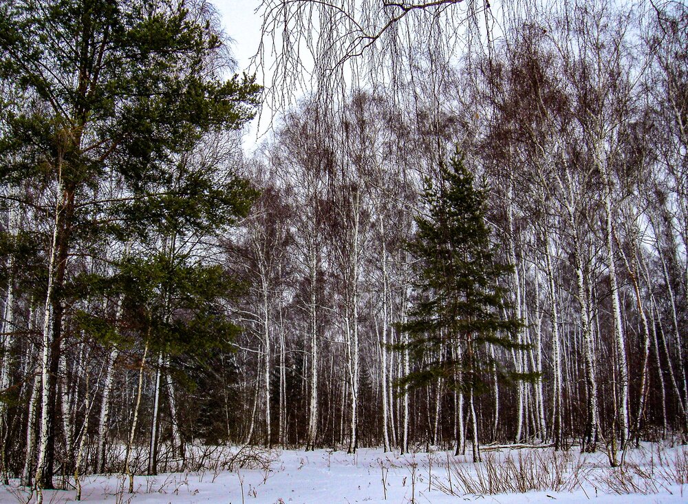 Photograph by Владимир Ельников