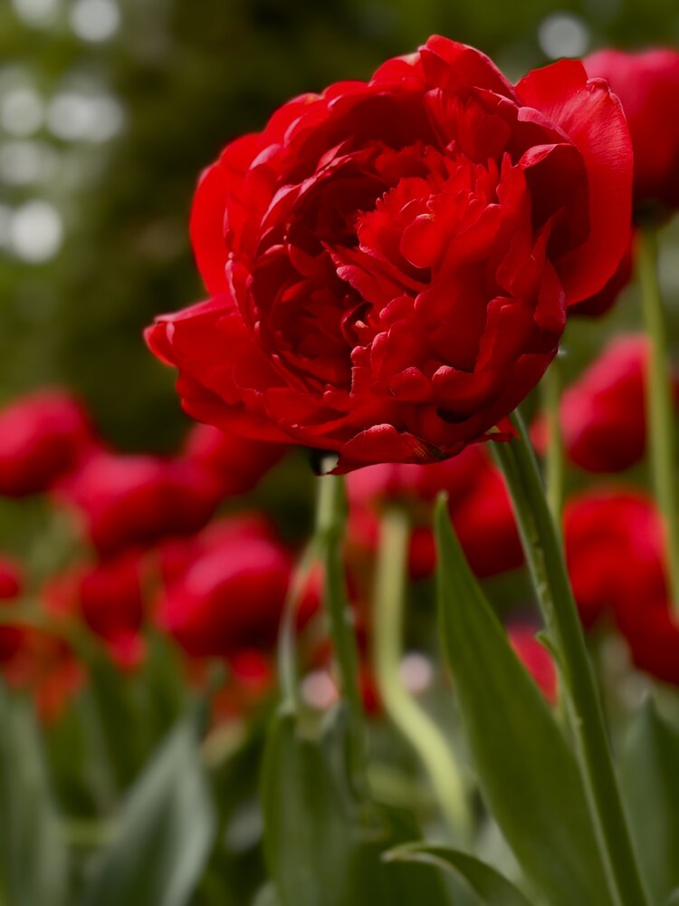 Photograph by Алена Кривцова