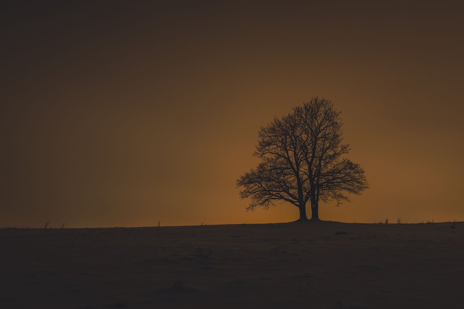 Photo #13903330