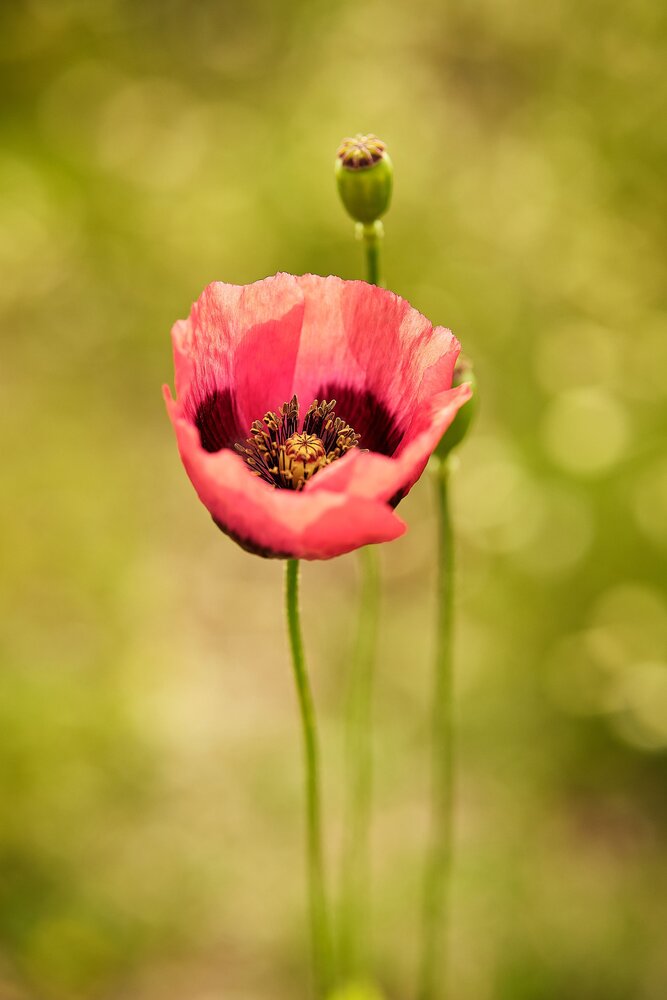Amapola