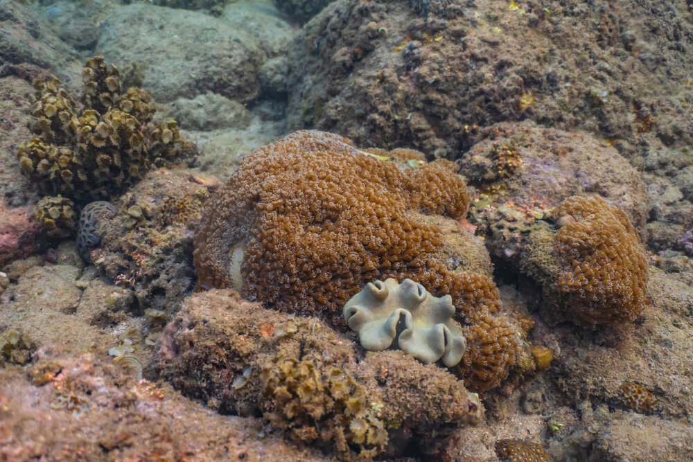 Life Among the Reef