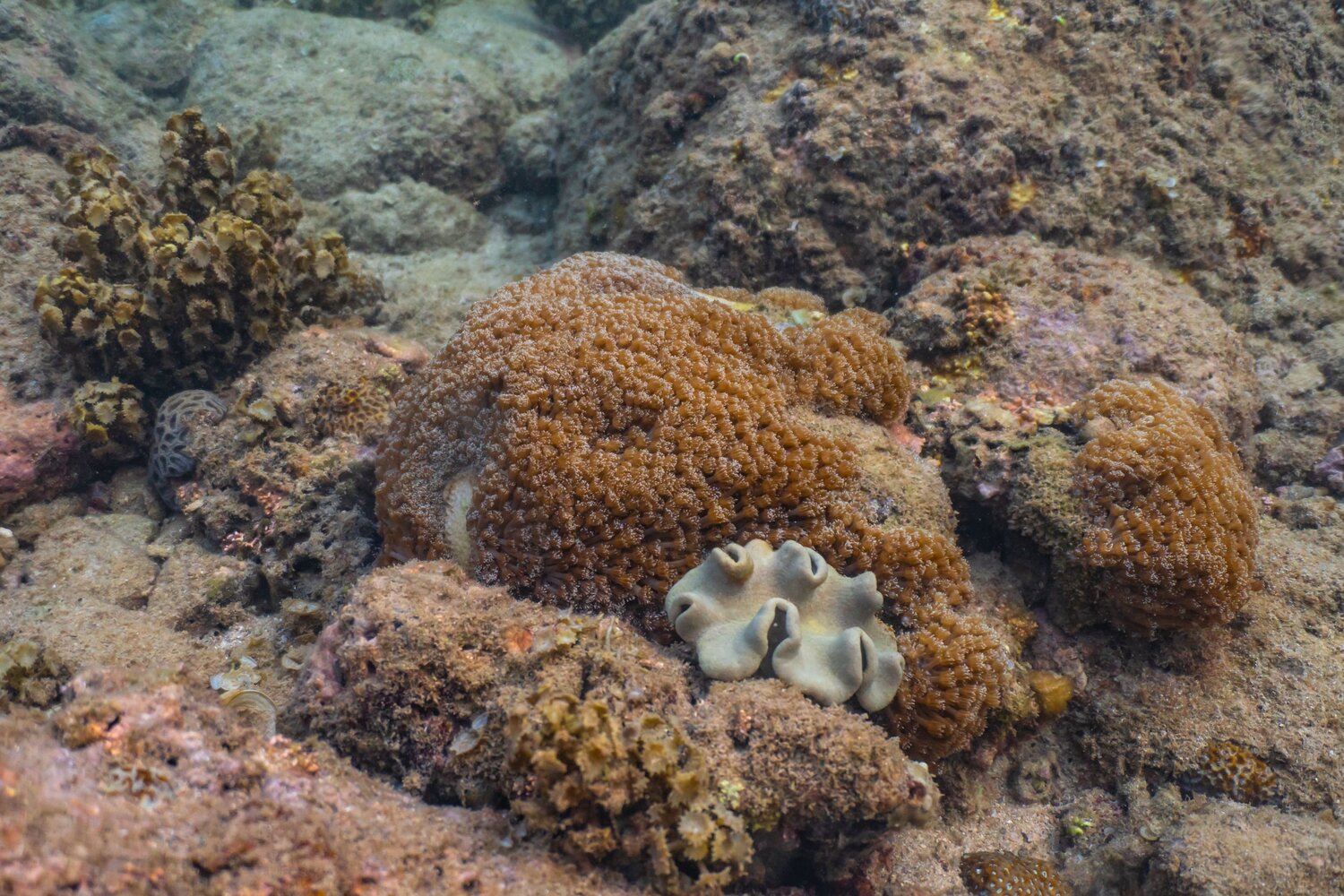 Life Among the Reef