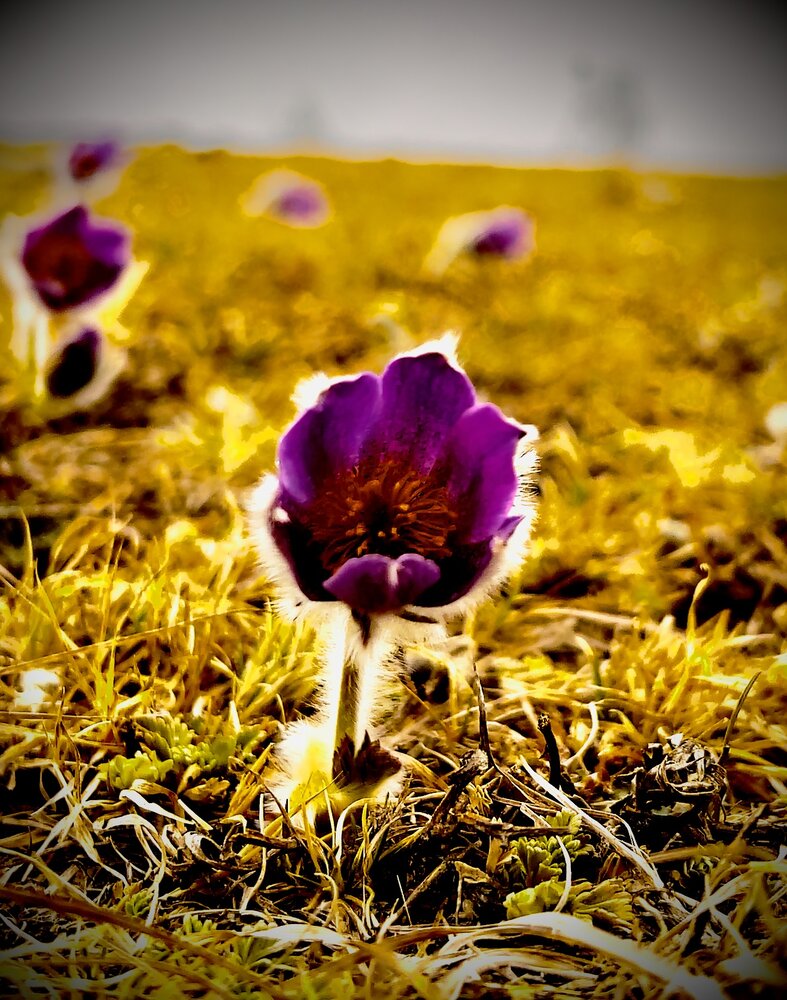 Photograph by Batsaikhan Badamdorj
