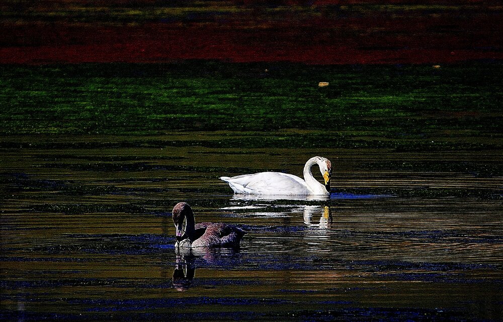 Photograph by Batsaikhan Badamdorj