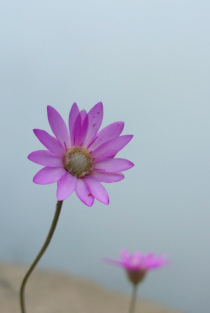 Photograph by Ali Amirkhani