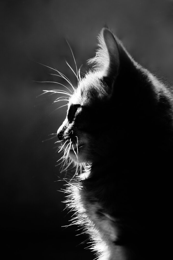 Photograph by Ольга Рыкова