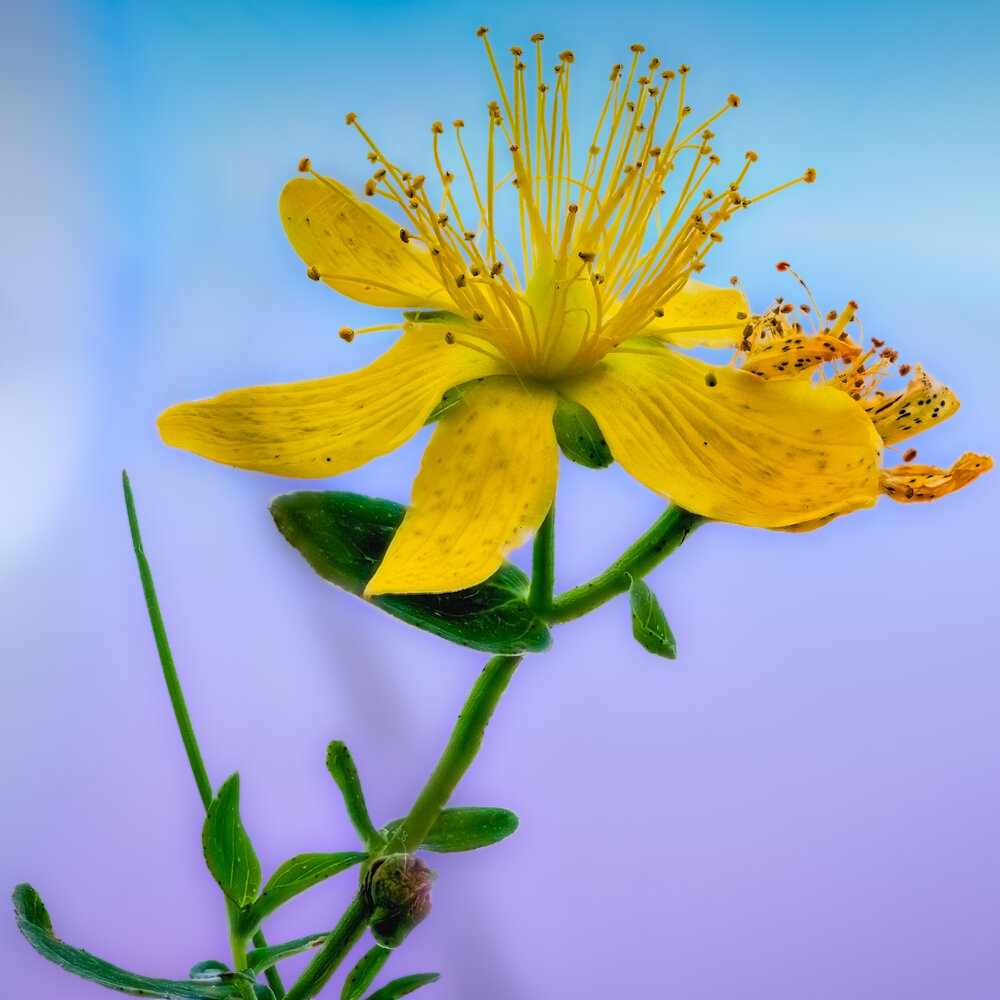Photograph by Алхимов Артем