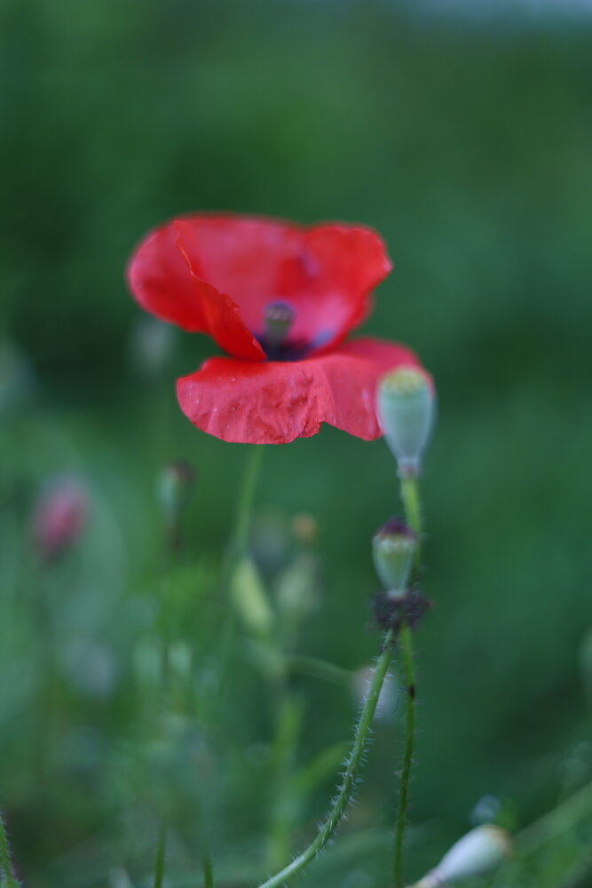 Photograph by Гульшат Халбуп