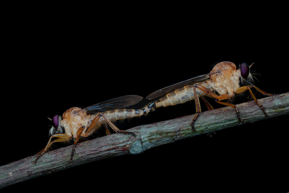 Robberfly