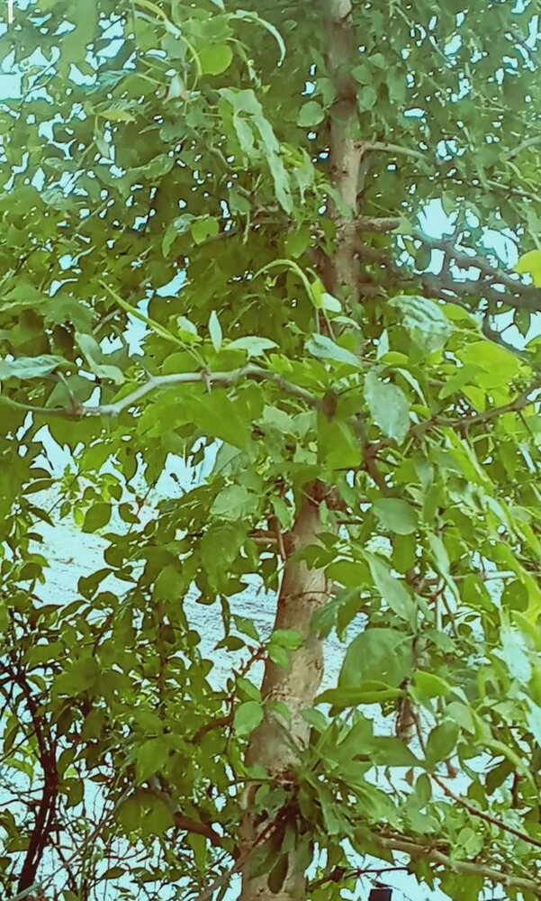 Photograph by Mitali