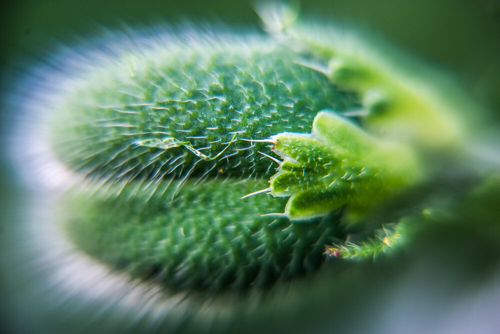 Photograph by Екатерина Кальченко