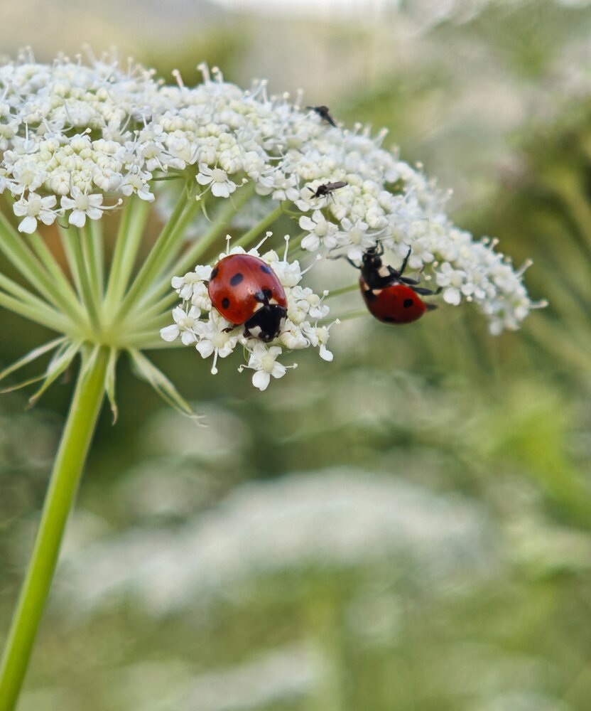 Photograph by Семенцова Юлия