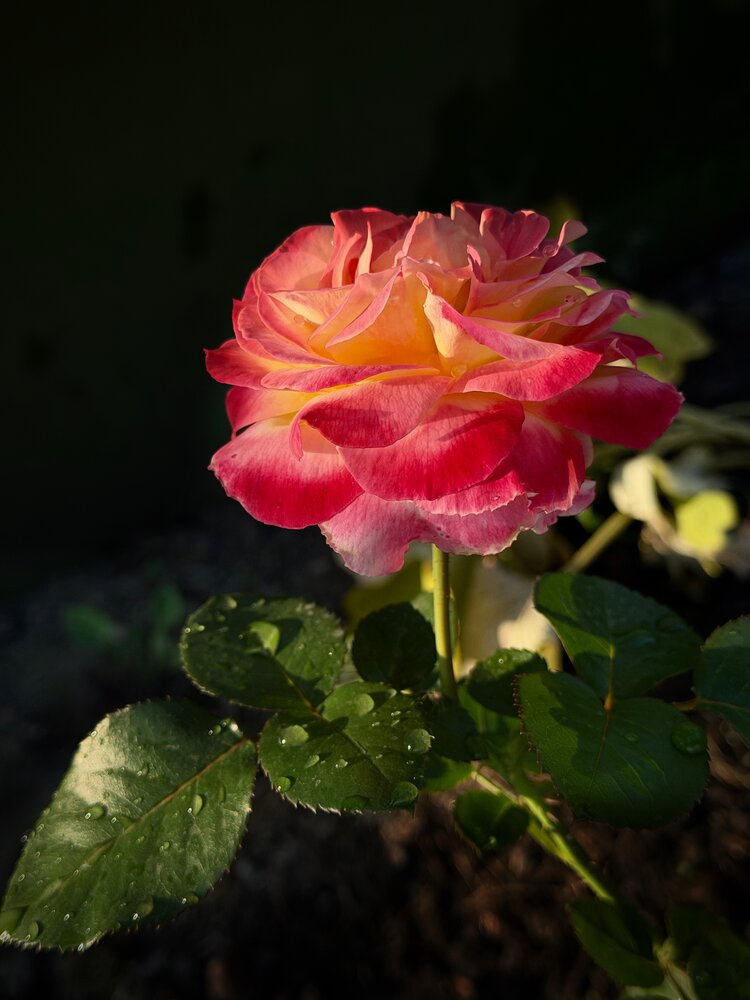 Photograph by Галина Шиманцова