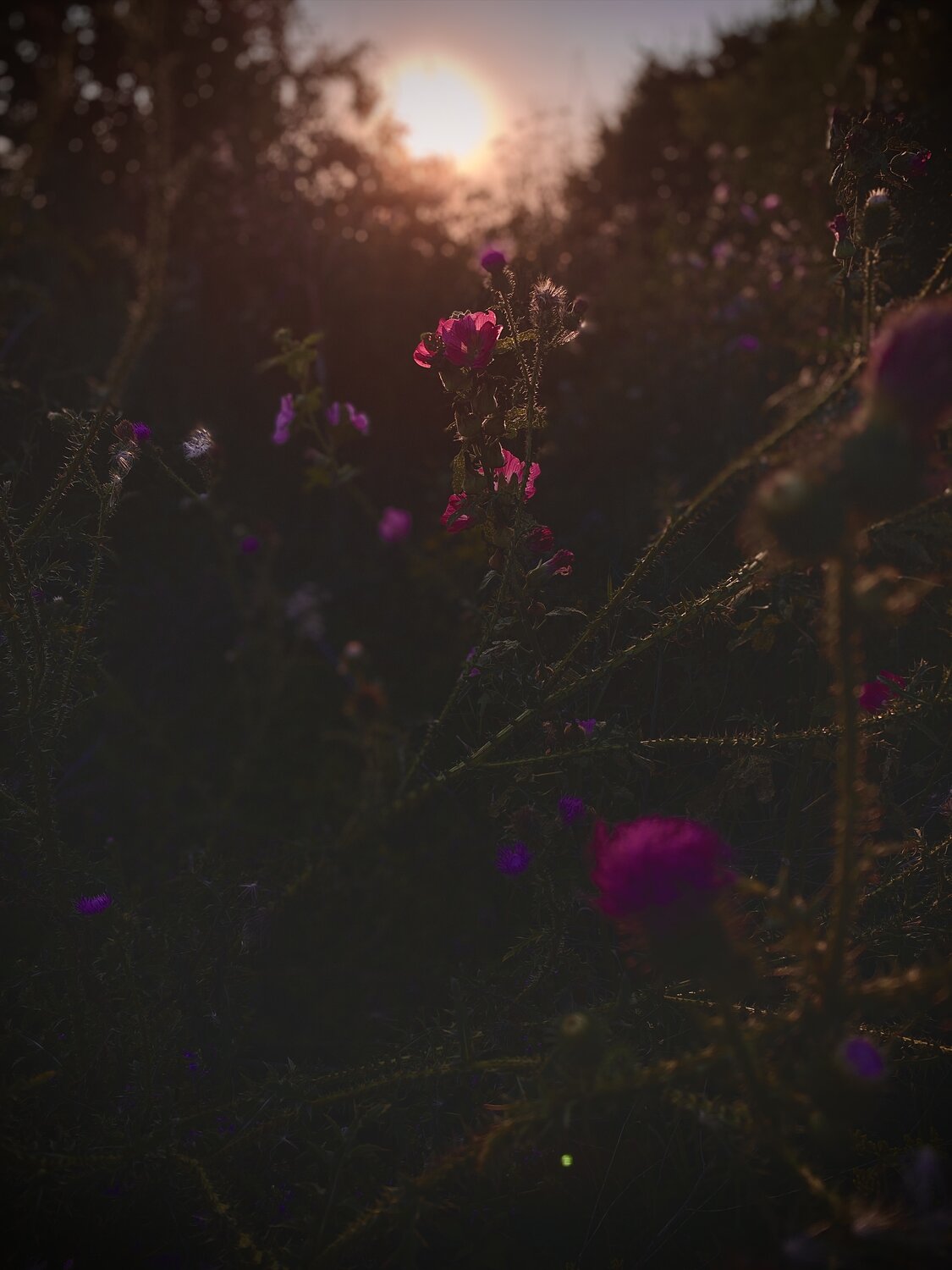 Photo #13904635