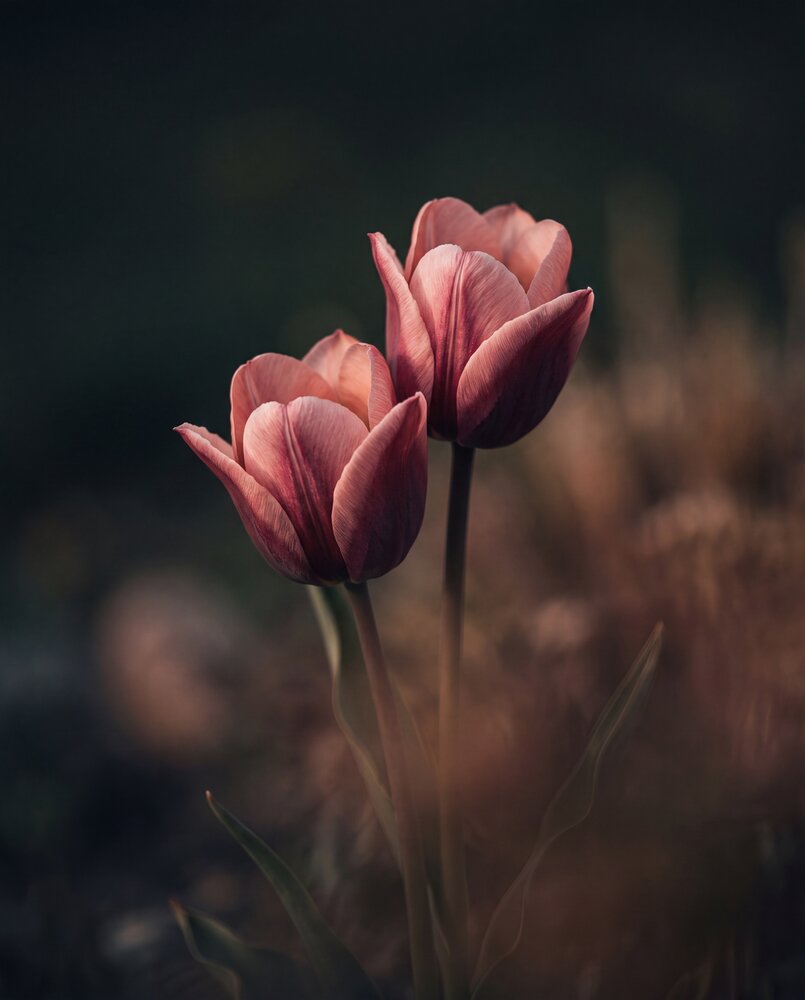 Photograph by Максим Кольцов