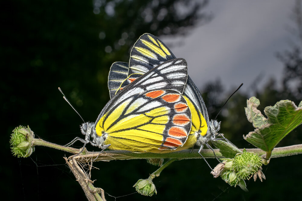 Photograph by Mukesh Tripathi