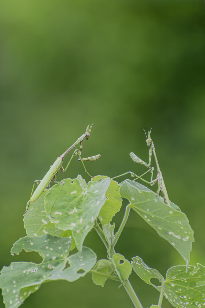 Photograph by Mukesh Tripathi