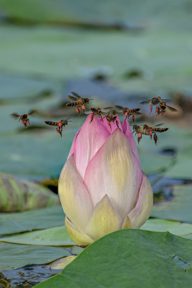 Photograph by Mukesh Tripathi