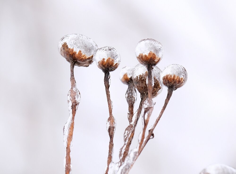 Photograph by Светлана Юрьевна Елагина